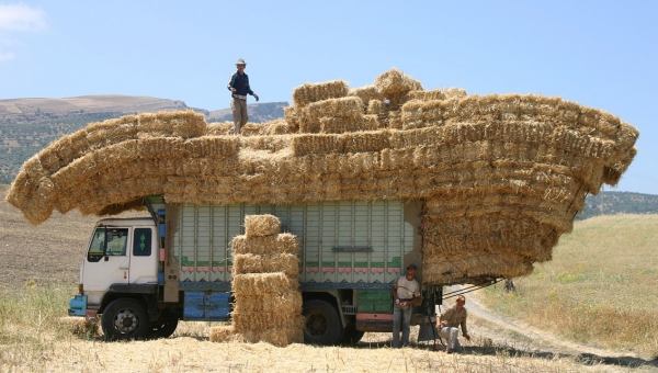 [FP043 - Morocco] The Saiss Water Conservation Project