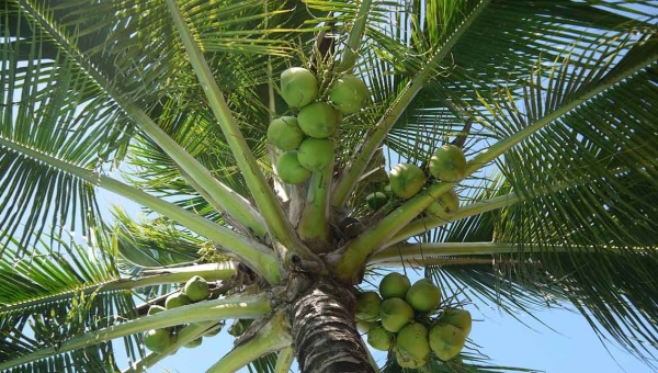[FP201 - Philippines] Adapting Philippine Agriculture to Climate Change (APA)