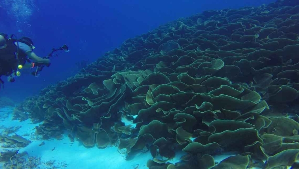 [SAP029 - Marshall Islands, Micronesia (Federated States of), Palau] Ecosystem-based Adaptation (EbA) for Reducing Community Vulnerability to Climate Change in Northern Pacific Small Island Developing States (SIDS)