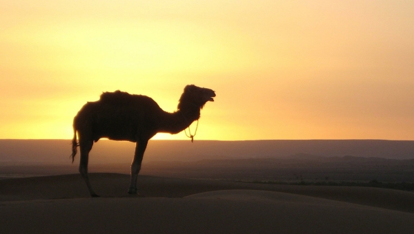 [FP252 - Cote d'Ivoire, Egypt, Ghana, Morocco, Nigeria, Uganda] Acumen Resilient Agriculture Fund II
